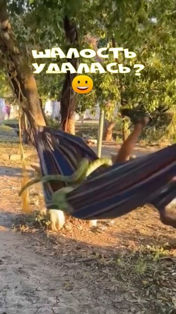 Юмор 5 звезд - #юмор #смешно #ржач #прикол #анекдот #веселоевидео