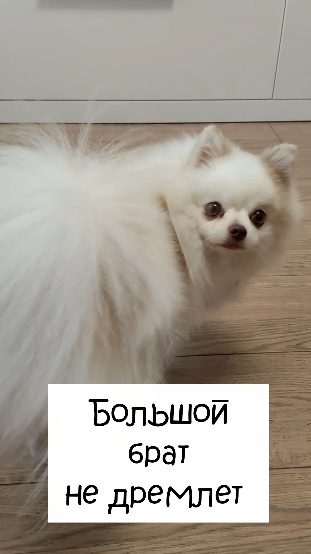 Большой брат не дремлет