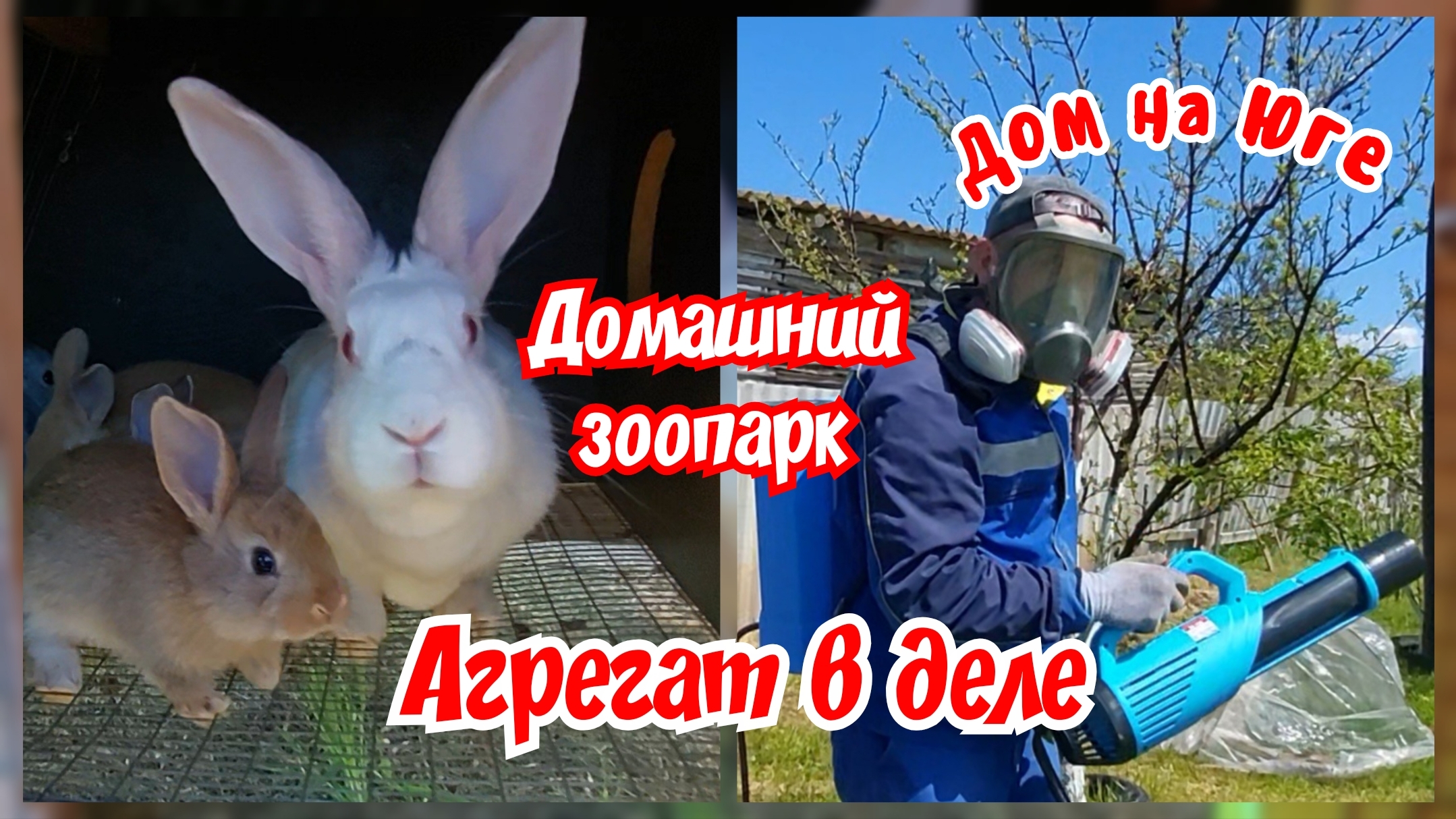 Дом на Юге. Агрегат в деле, мой честный отзыв. Домашний зоопарк.