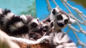 Беби-бум: в Московском зоопарке родились детеныши кошачьих лемуров и птенцы пеликанов