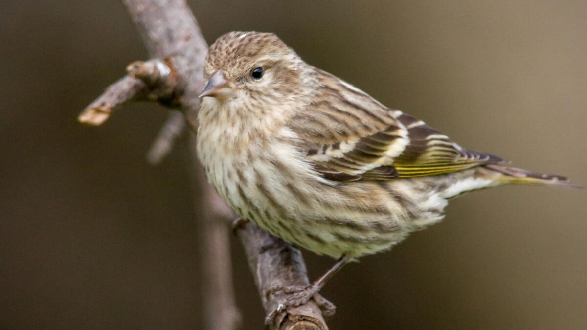 Чиж. Песня на стихи Раисы Йилдырим