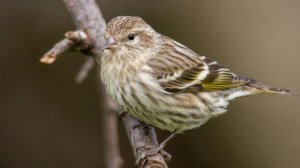 Чиж. Песня на стихи Раисы Йилдырим