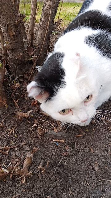 Гуляю с кошкой Люсей