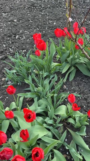 ДНР. Харцызск.  26.04.2026. Цветы у дома. Тюльпаны.