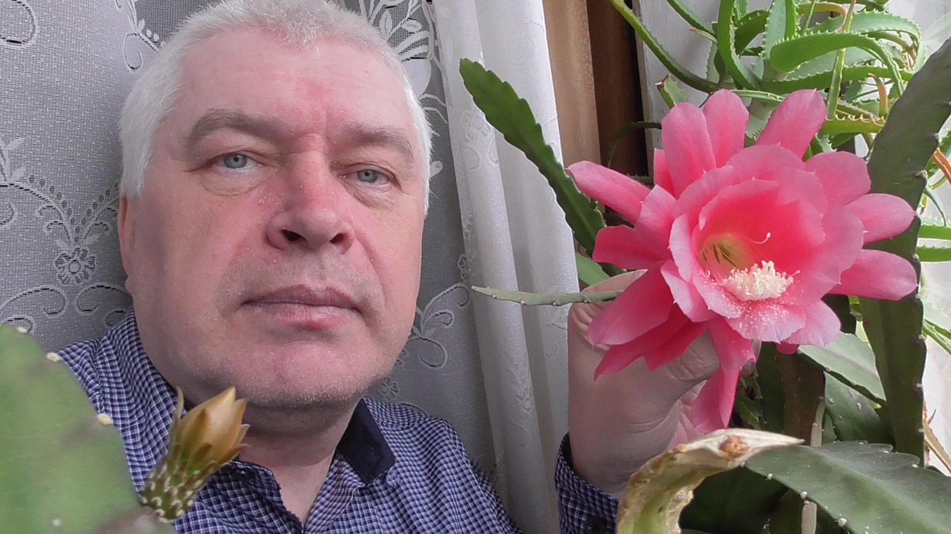 Сегодня 26 апреля 2026 год. Розовый цветок на кактусе. Лесной кактус Эпифиллум. Геннадий Горин