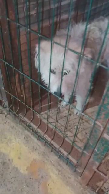 Посмотрите в их глаза, услышьте их крик..Они кидаются к людям за помощью, они ждут из последних сил.