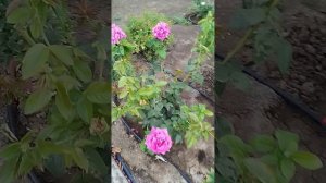 Клумба с розами, мет.гортензиями, хостами,гейхерами и спиреями на теневом участке.