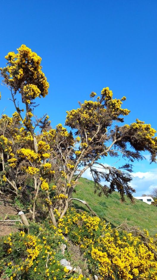 The Call Of The Forebears