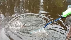 Работают приманки в ярких цветах. Клёвое место, Лосиный остров, спорт-зона.