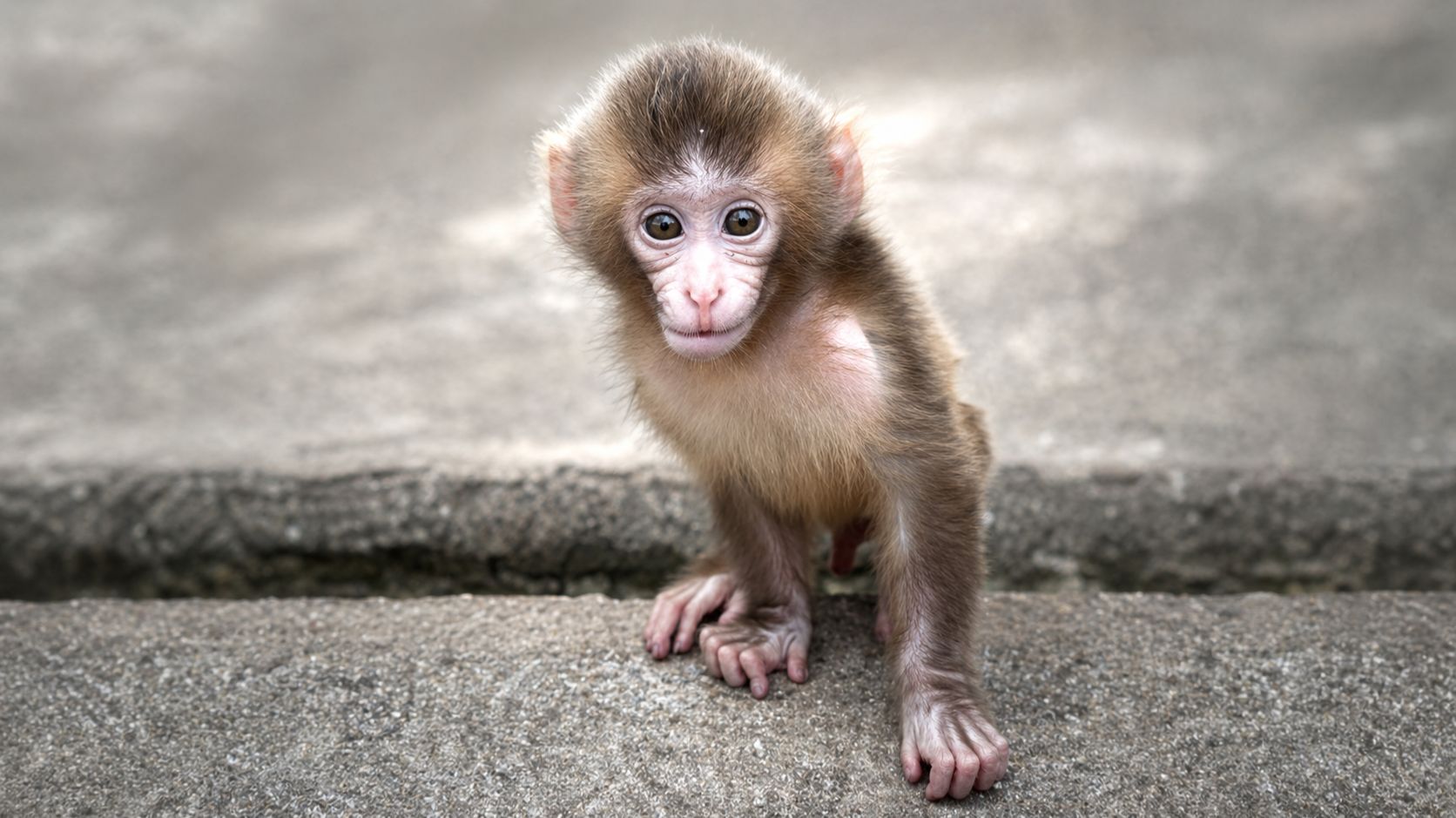 И вдруг пришла ПРОПАЖА ! Сан Саныч хочет приключений! БАТЯ Шурик истеричка! Кошка Мать РОДИЛА!