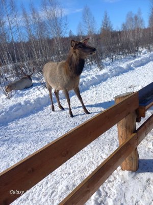 сидим на ёлке 40 минут челендж