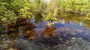 "МИМОХОДОМ", 25 апреля 2020 год. Автор проекта О. Дзиов