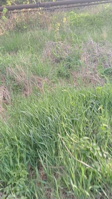 пасатка путя