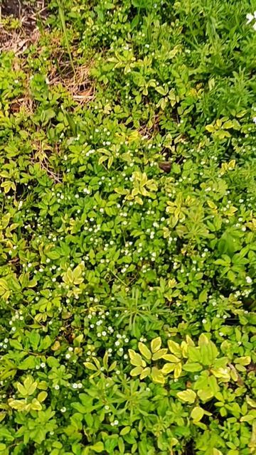 Природа, цветут луковичные 26-04-2026