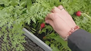 26.04.2026 г Еду на дачу.Первый урожай