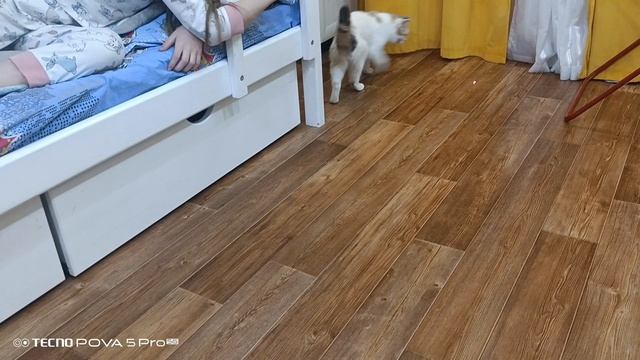 Моя кошка❤️