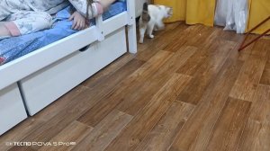 Моя кошка❤️