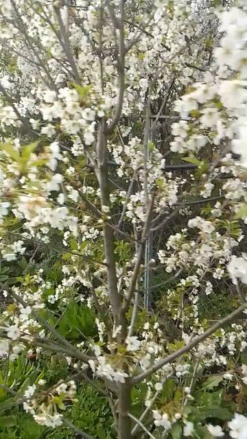 Цветут сады