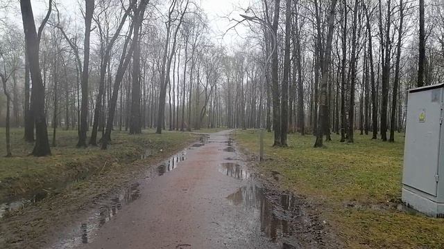 Уточки и селезни в парке Есенина КОТОРЫЕ НЕ УВИДЯТ ВЕРОНИКУ СТЕПАНОВУ