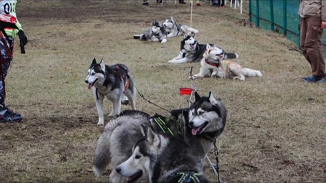Амурский Перелаз - первый любительский забег в новом формате