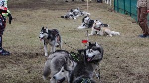 Амурский Перелаз - первый любительский забег в новом формате
