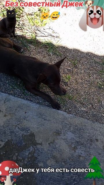 Без совестный Джек-1🐶🐱😅