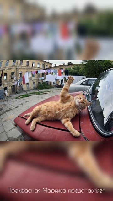 МОЯ РЫБОНЬКА ГУЛЯЕТ