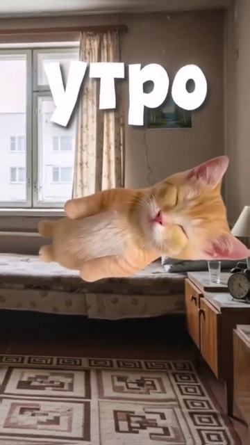 котята пояснят )