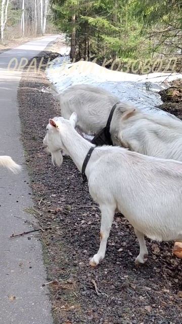 Как мы искали коз.