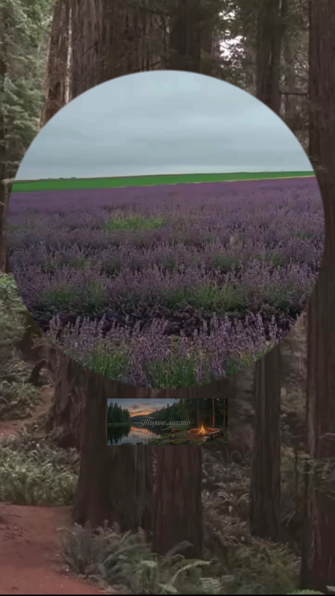 Шанс встретить котодельфинов мал, но никогда не равен нулю..