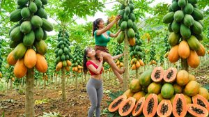 Сбор урожая из более чем 1000 гигантских спелых папай, продажа на деревенском рынке — Farm Life