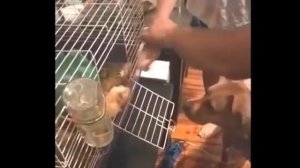 Смешные видео с разными животными 🐈🐱🐶 топ 10 смешных мемов 2026