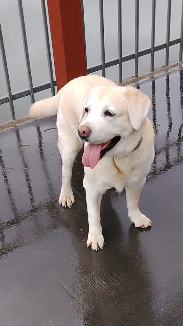 Весенний дождик