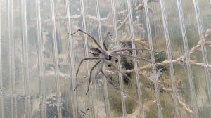 МЫ НЕ СЕЕМ И НЕ ПАШЕМ, МЫ ЛЕНИВЫЕ БЕЗДЕЛЬНИКИ ! ОБЕРЕГАЮ ПАУКОВ В ТЕПЛИЦЕ.КОТИКИ ЖДУТ ТЕПЛО 26-04-26