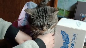 . Мы уехали.Странный кот. Любимый ППшный пирог