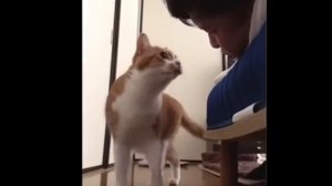 Смешные видео с разными животными 🐈🐱🐶 топ смешных мемов 2026