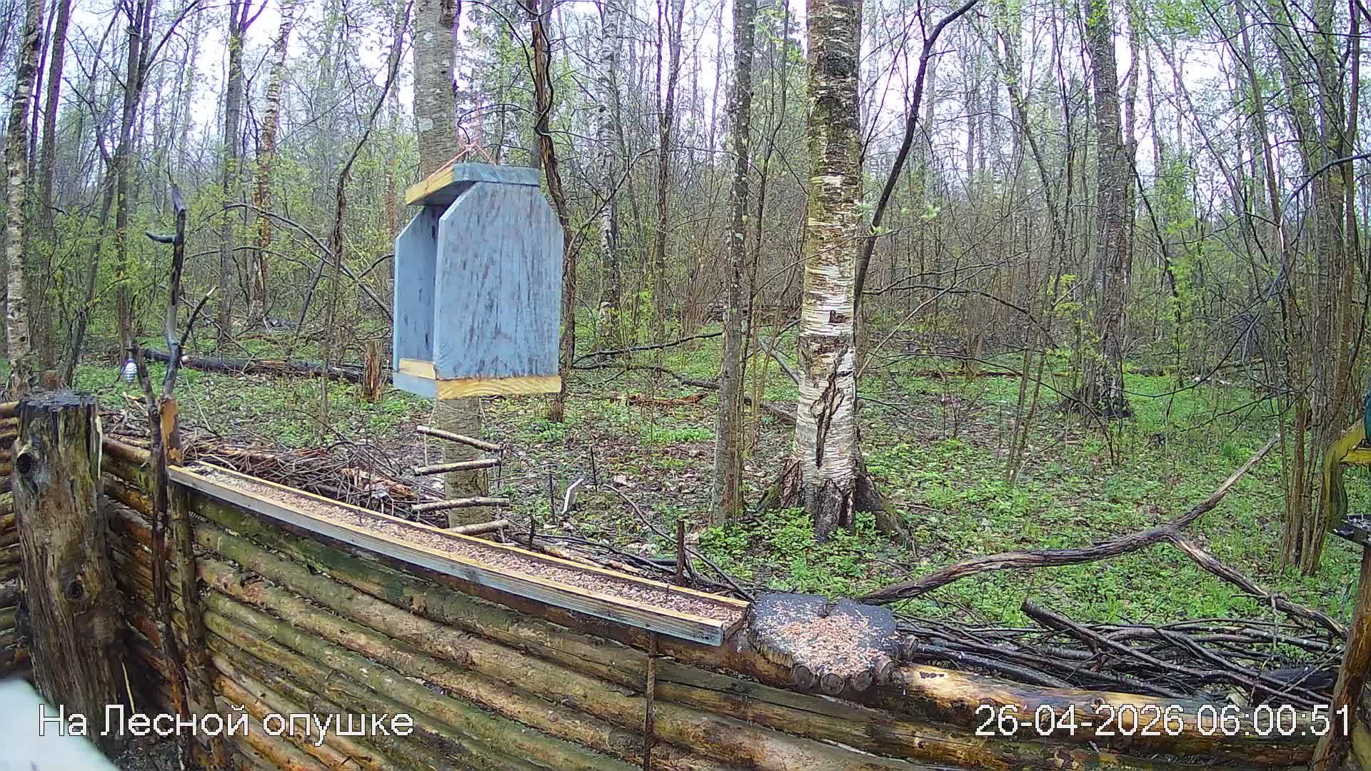 LIVE: На лесной опушке. Природа онлайн