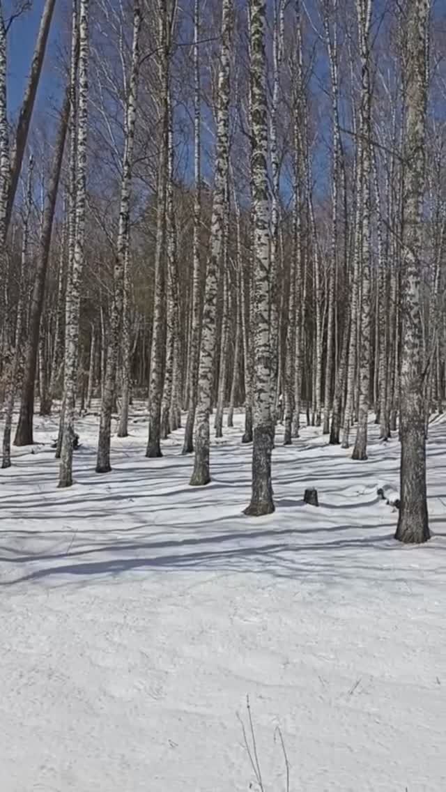 Похолодание на Вятке. В апреле выпал снег. Зимний пейзаж в апреле. Видеосъёмка: 22.04.2026 года.