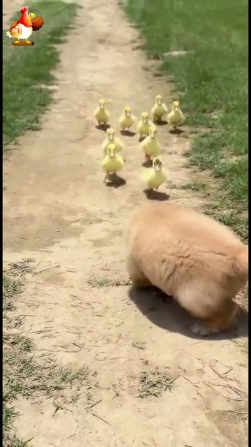 Утренняя пробежка у хвостиков и усиков