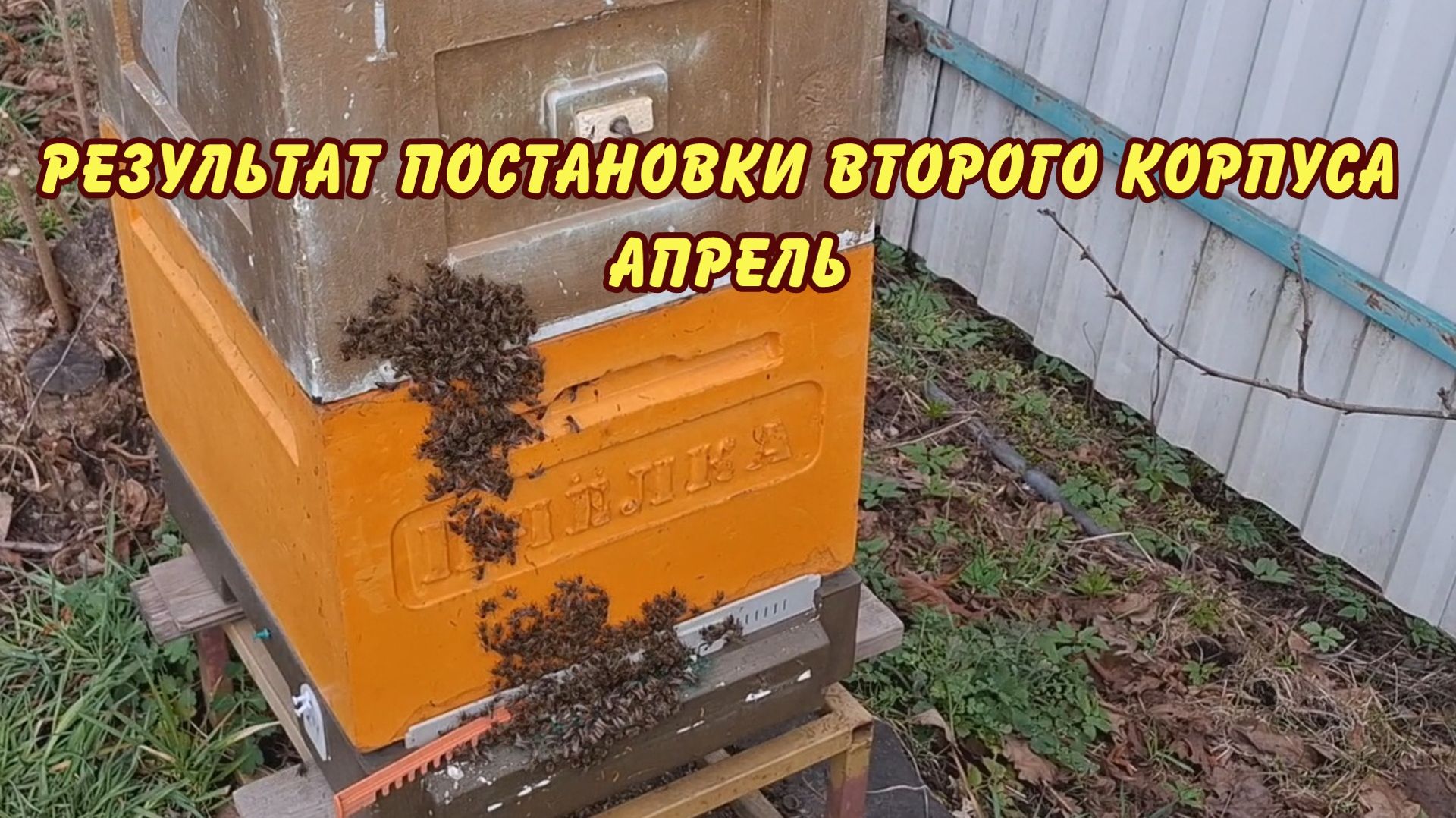 пчеловодство, результат постановки второго корпуса апрель