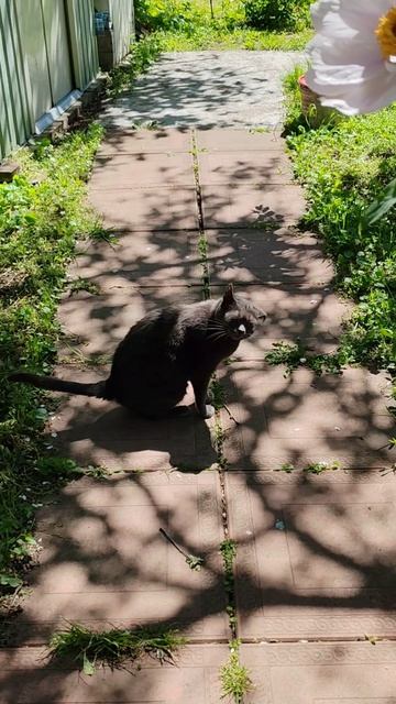 Весна на Ромашковой. Зацвели древовидные пионы. Розы набирают бутоны. Краснодар, дача, 26.04.2026.