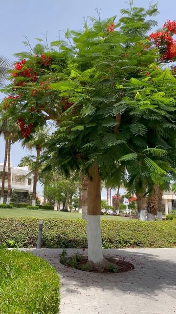 Отель Монте Карло 5* Шарм-эль-Шейх