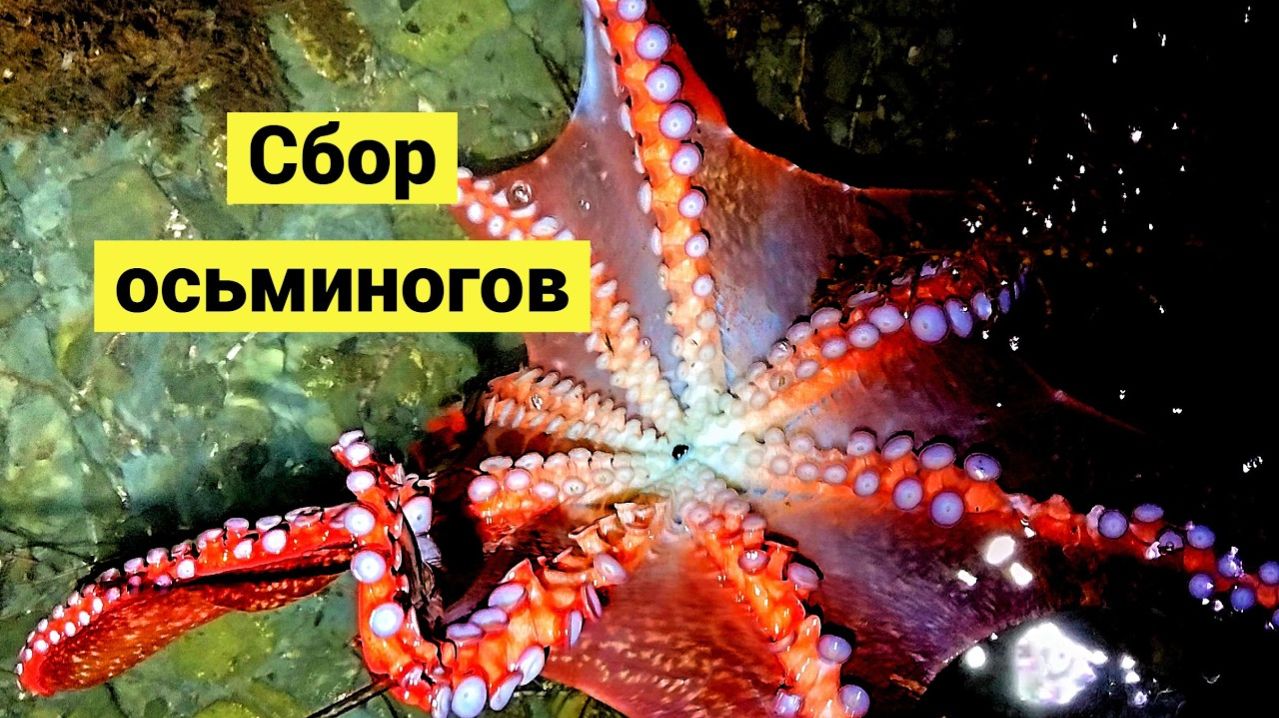 Сахалин. Морская охота! Много осьминогов и голый круглопёр!