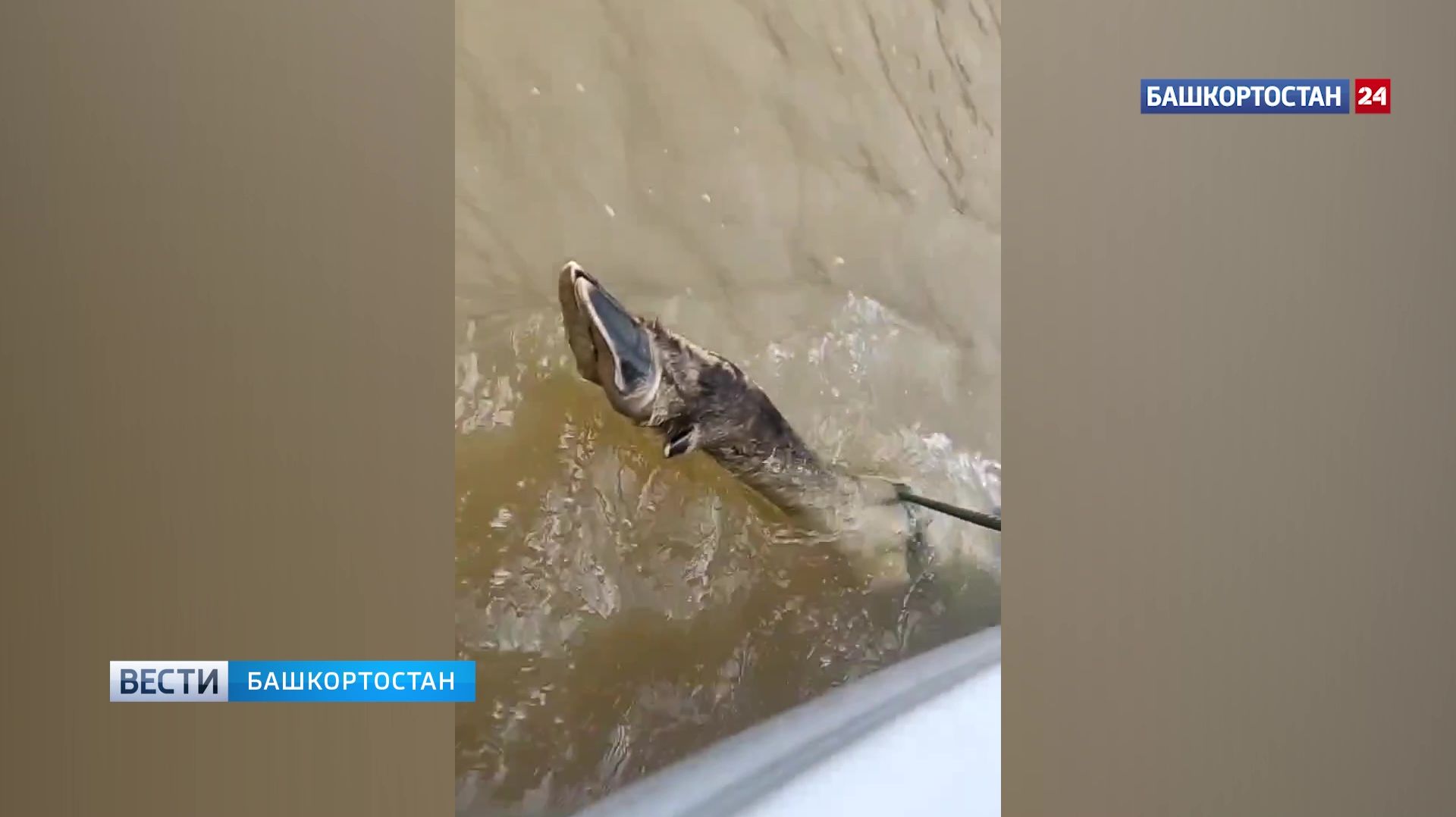 В Башкирии из Павловского водохранилища вытащили тушу лося