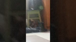 кошка Анжела кошка родила ребенка в. лумоносиклумоносиклумоносик