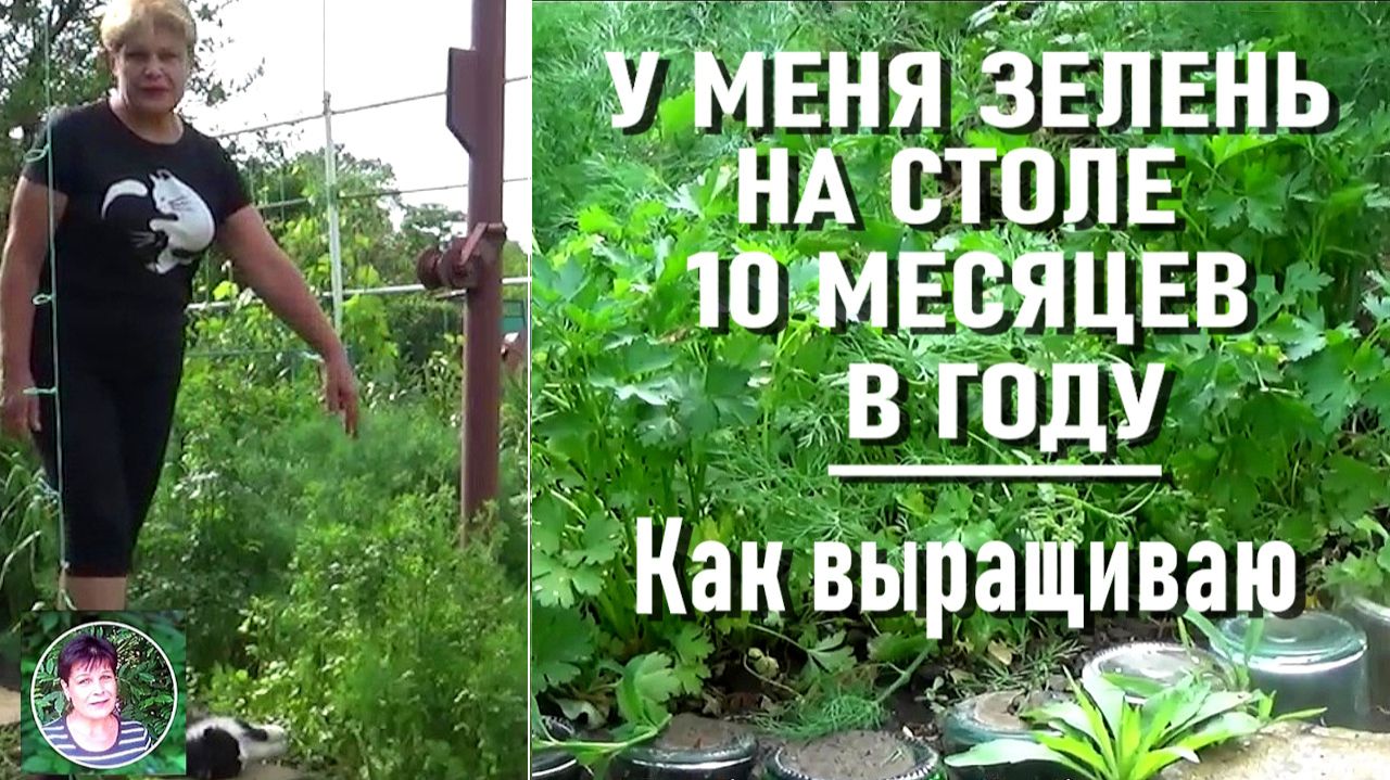 Хотите иметь свою зелень непрерывно Рассказываю свой опыт