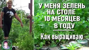 Хотите иметь свою зелень непрерывно Рассказываю свой опыт