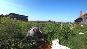 МНЕ ГОВОРИЛИ КАКОЙ ТЕБЕ ОГОРОД, ЕЗЖАЙ ЛУЧШЕ РАБОТАТЬ В ГОРОД!