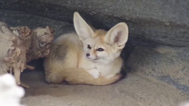 Так фенек использует свой собственный хвост в качестве подушки Видео AxAhO