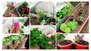 Ждём очередное похолодание. Сажаю цветочные миксы. Высадила томаты на свой страх и риск.